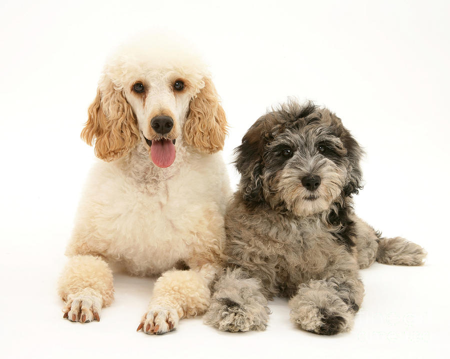 Miniature Poodle And Blue Merle Photograph by Mark Taylor