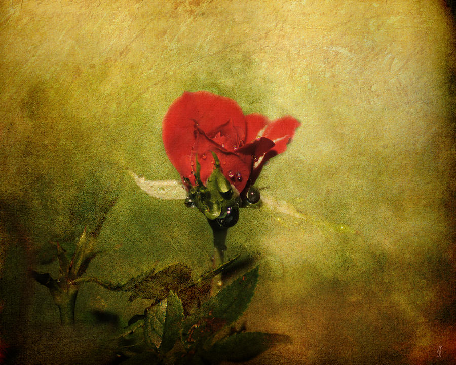 Miniature Red Rose I Photograph by Jai Johnson