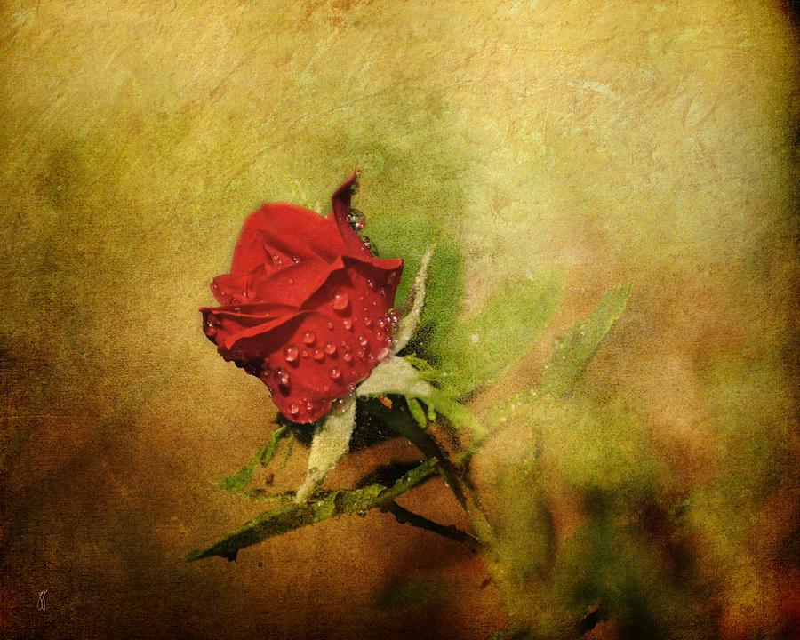 Miniature Red Rose II Photograph by Jai Johnson