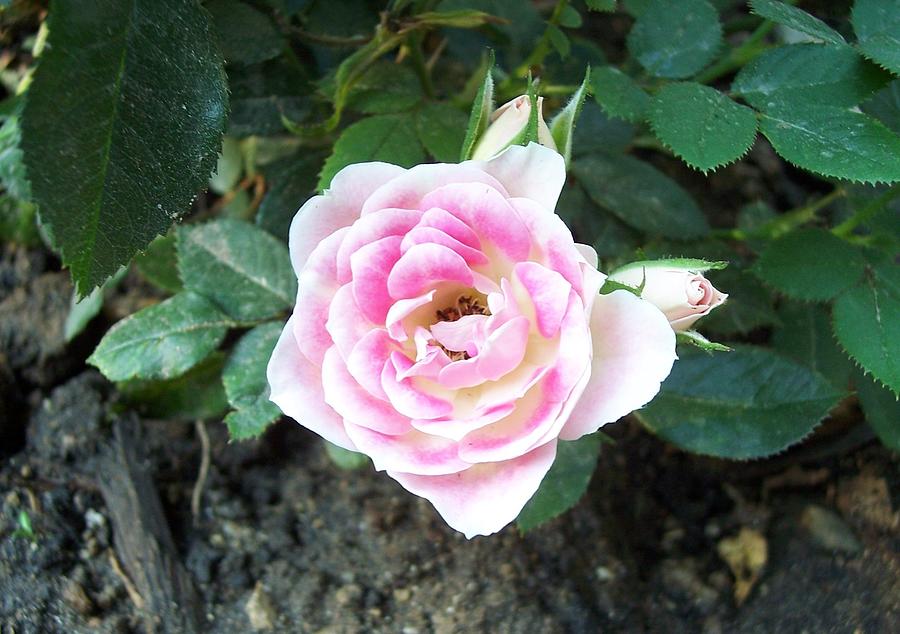 Miniature Rose Photograph by Michelle Miron-Rebbe