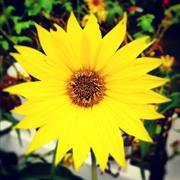 Sunflower Photograph - Miniature Sunflower #sunflower #flowers by Lisa Thomas
