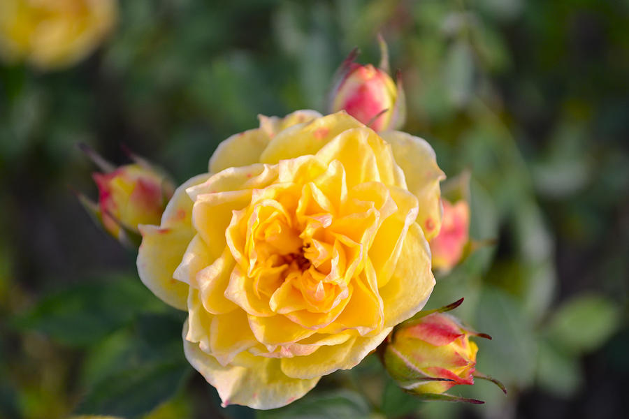 Miniature Yellow Rose 1 Photograph by Bill Owen - Pixels