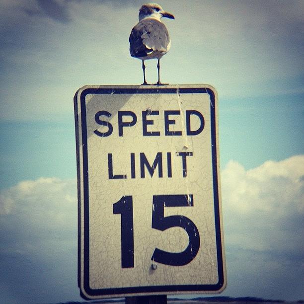 Bird Photograph - Minimum Speed?!
#igers #instagram by Tim Paul