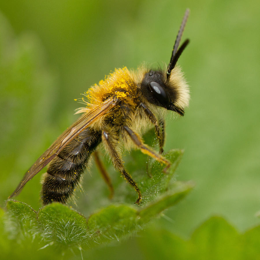 Insects Photograph - Mining Bee by Anne Sorbes