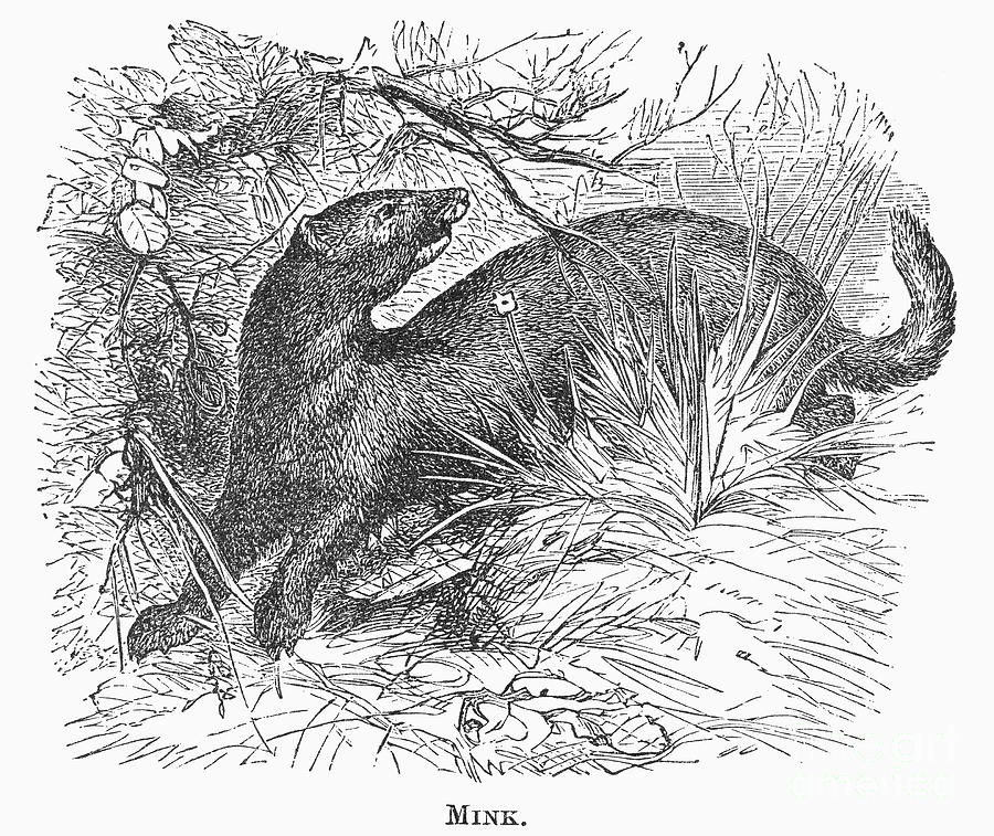 Mink, 1873 Photograph by Granger