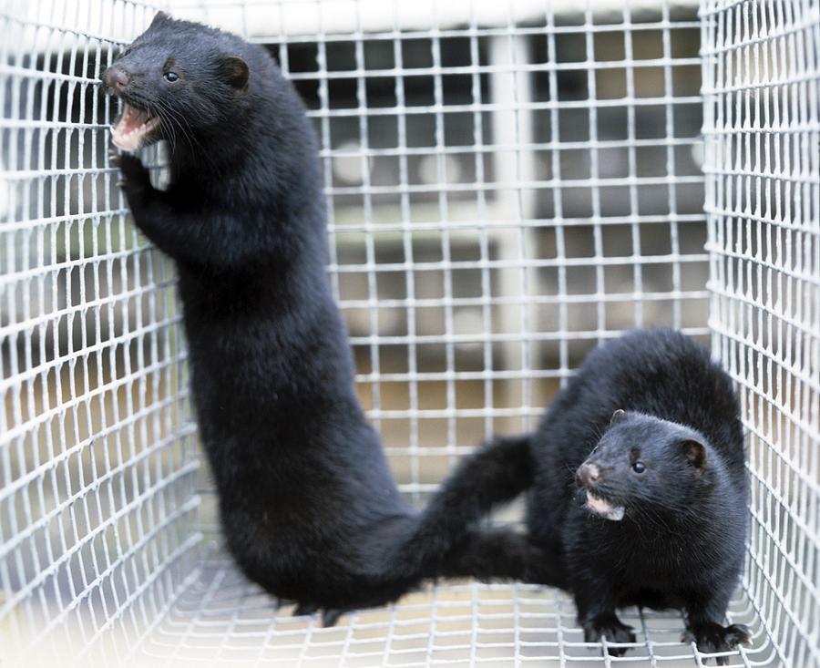 Mink Fur Farm Photograph by Ria Novosti