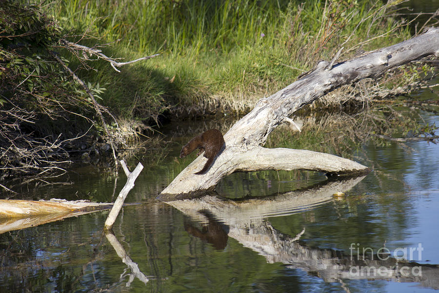 Mink in Reflection Photograph by Donna L Munro