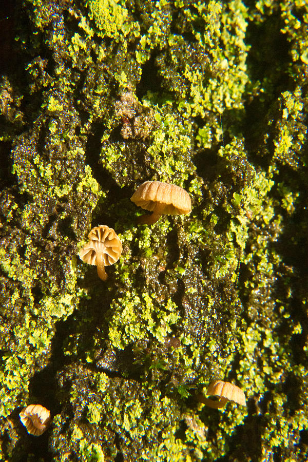 Minute Mushroom on Bark of Bradford Pear 3 Photograph by Douglas Barnett
