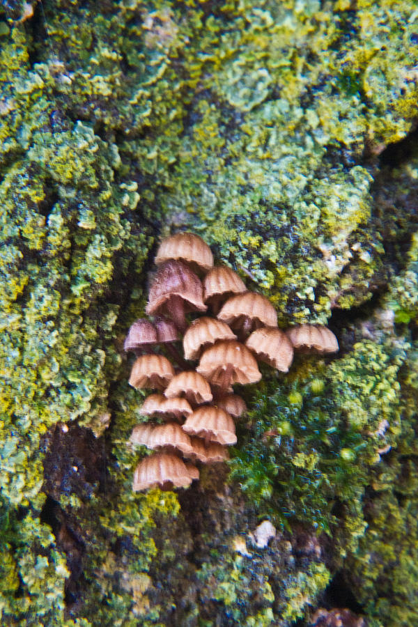 Minute Mushroom on Bark of Bradford Pear 4 Photograph by Douglas Barnett