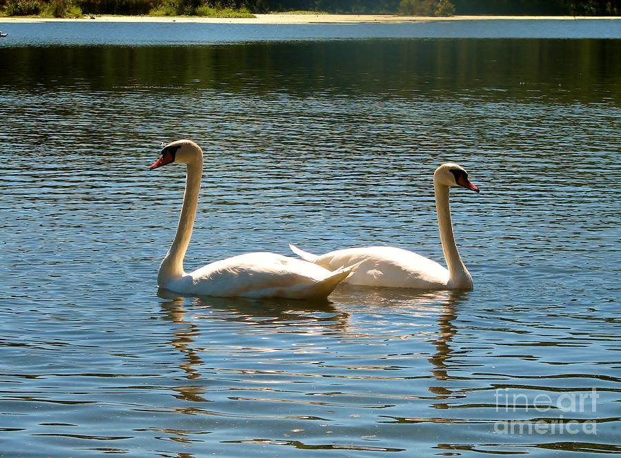 Swan Photograph - Mirror Image by Art Dingo