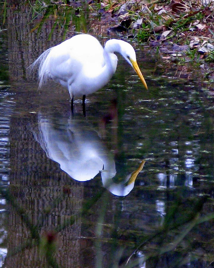 White Heron Photograph - Mirror Mirror by Jane Heron