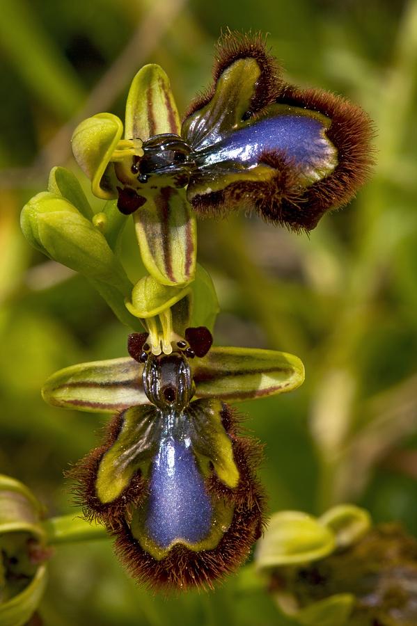 Mirror Orchid (ophrys Speculum) Photograph by Bob Gibbons