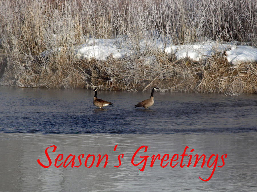 Mirrored Geese Season Greetings Photograph by DeeLon Merritt