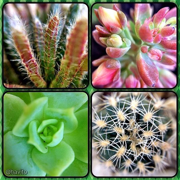 Nature Photograph - Mis #suulentas Y #cactus #plants #flora by Havito Nopal
