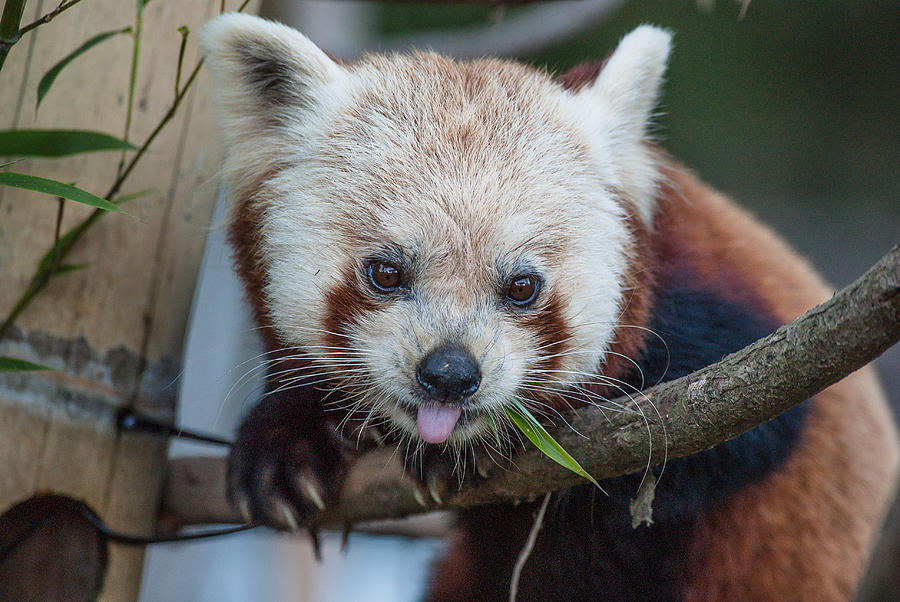 Animal Photograph - Mischievious Red Panda by Greg Nyquist