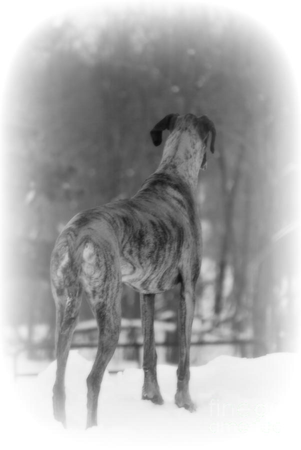 Missing You Great Dane Photograph by Lila Fisher-Wenzel