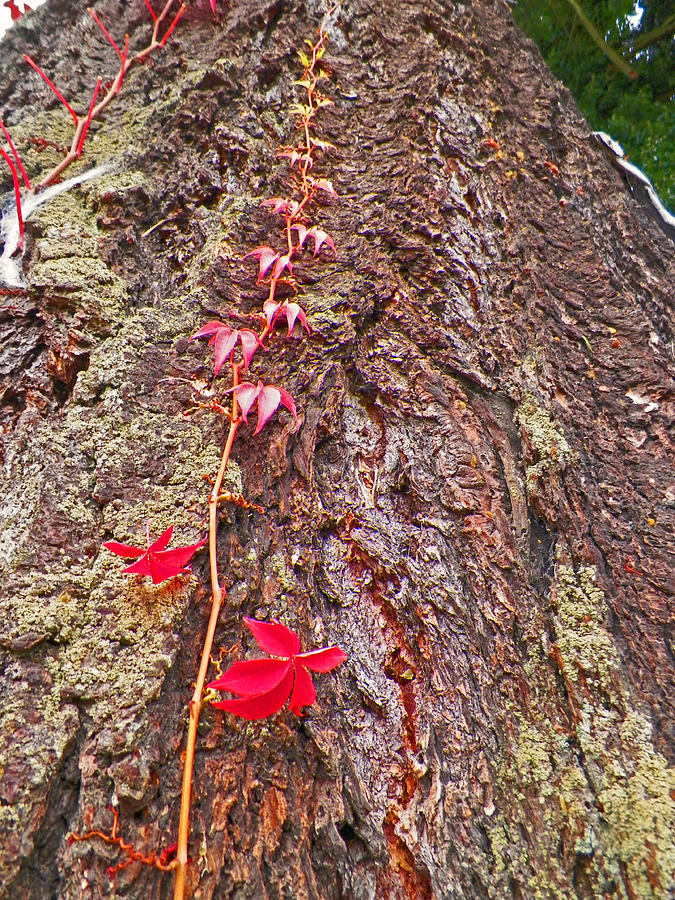 Mission Creep Photograph by Seth Shotwell Fine Art America