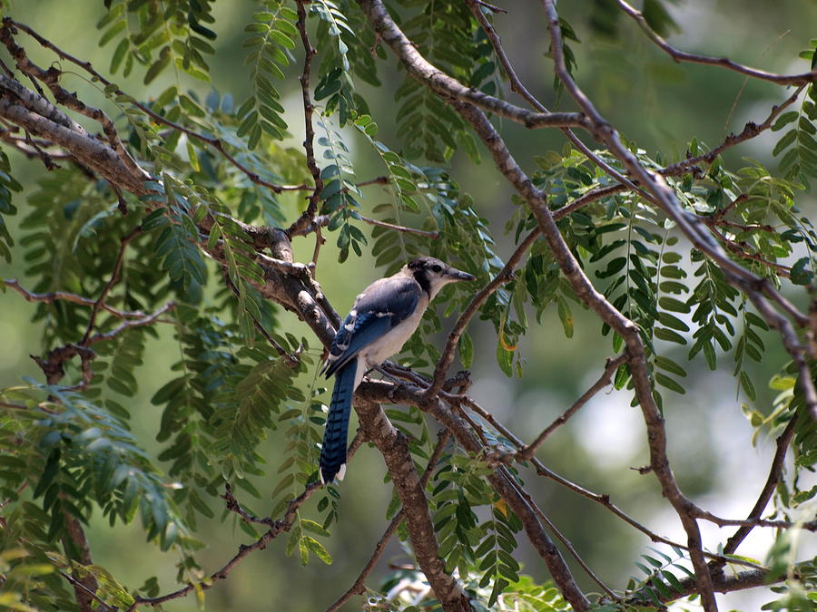 Blue Jay Photograph - Mississippi Blue Jay by Joshua House
