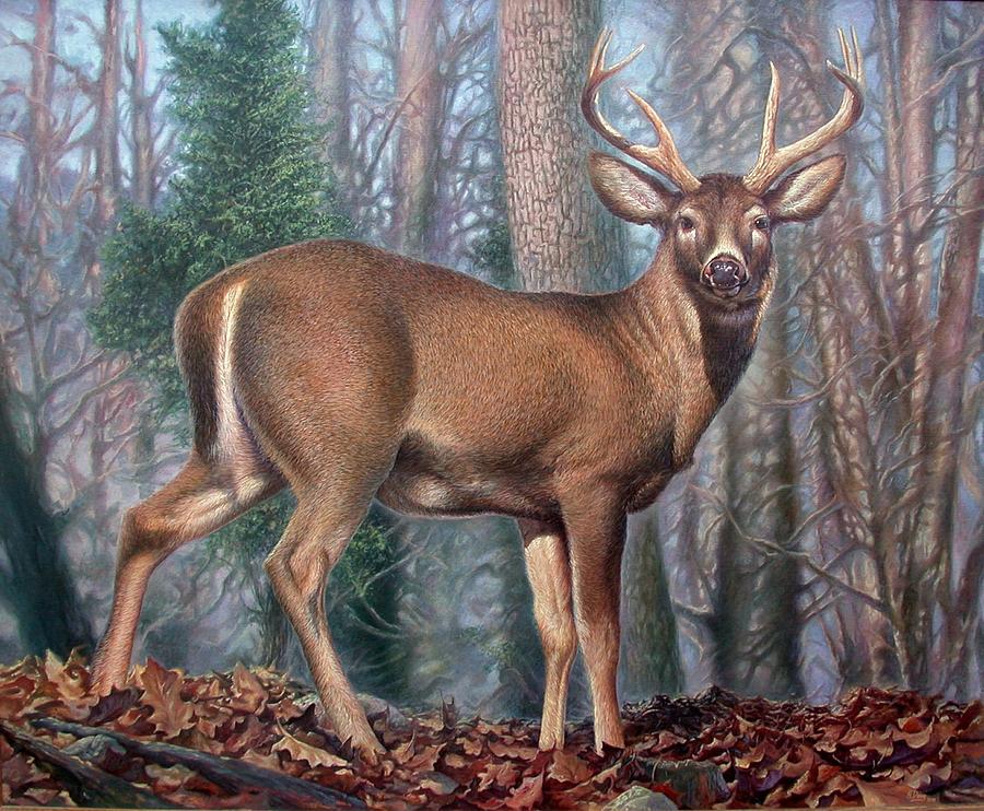 Missouri Whitetail Deer Painting by Hans Droog