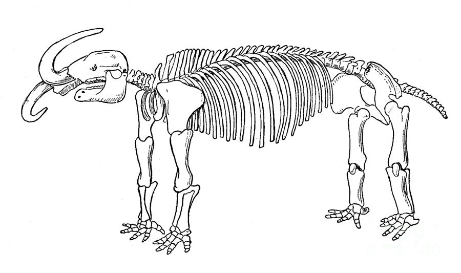 Missourium, American Mastodon, Cenozoic Photograph by Science Source