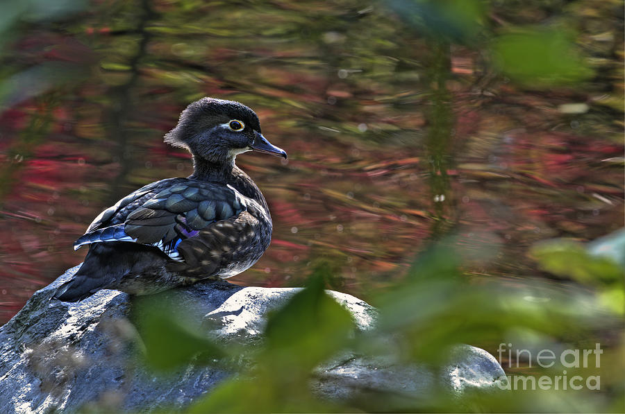 Missy Wood Duck Photograph by Sharon Talson