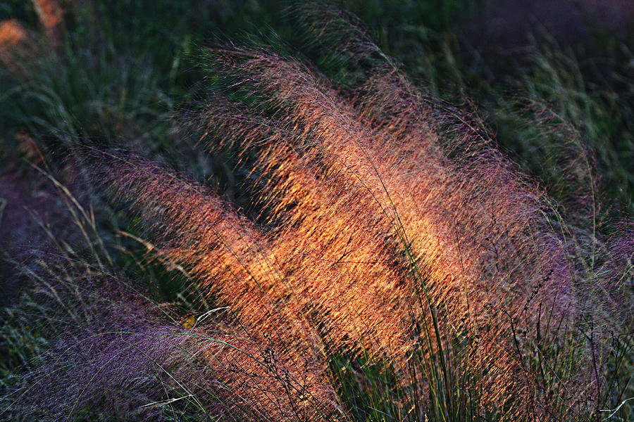 Mist Grass Photograph by Mike Darrah