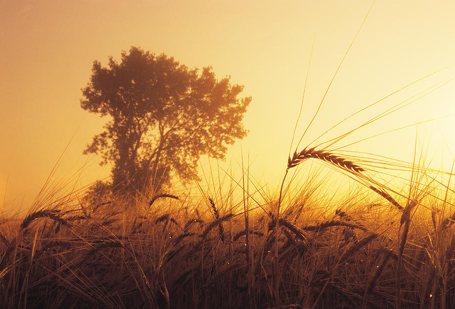 UK, Suffolk, outlets Redgrave, Barley field at sunset. (Wall Art. Fine Art Print. Canvas. Landscape Photography Gift)