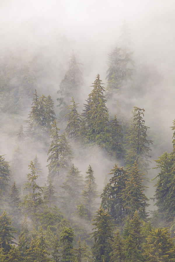 Mist In Tongass National Forest Photograph by Matthias Breiter