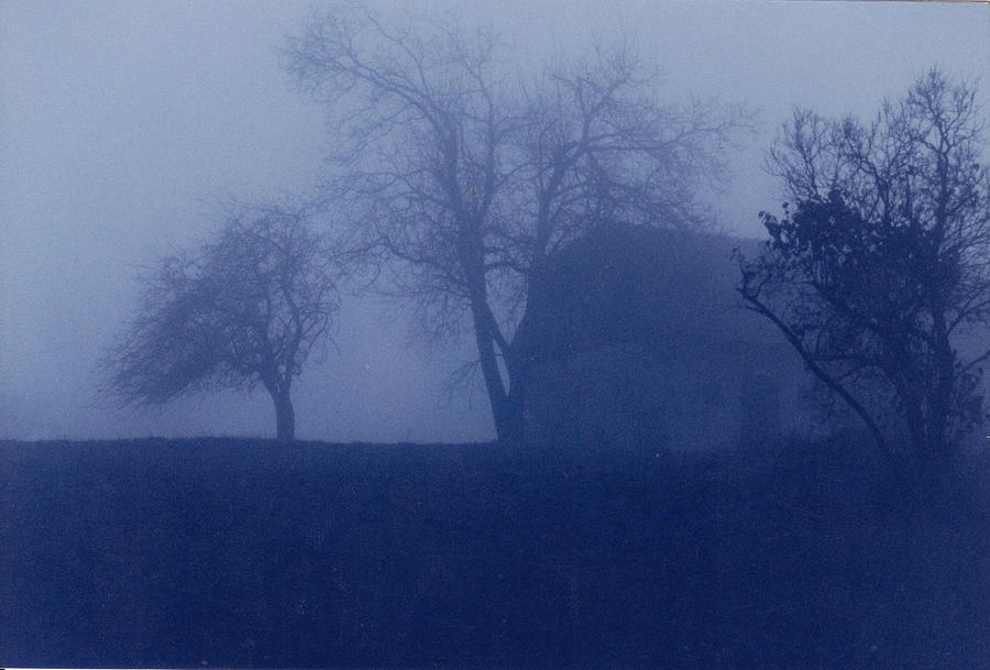 Tree Photograph - Mist by Janina Aberg