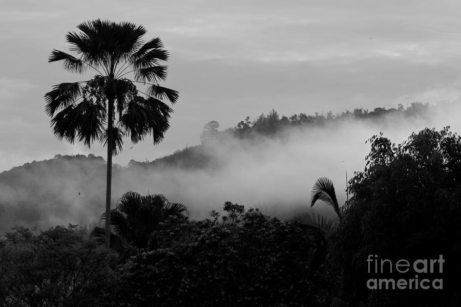 Jungle Photograph - Mist od Dawn.  by Gary Bridger