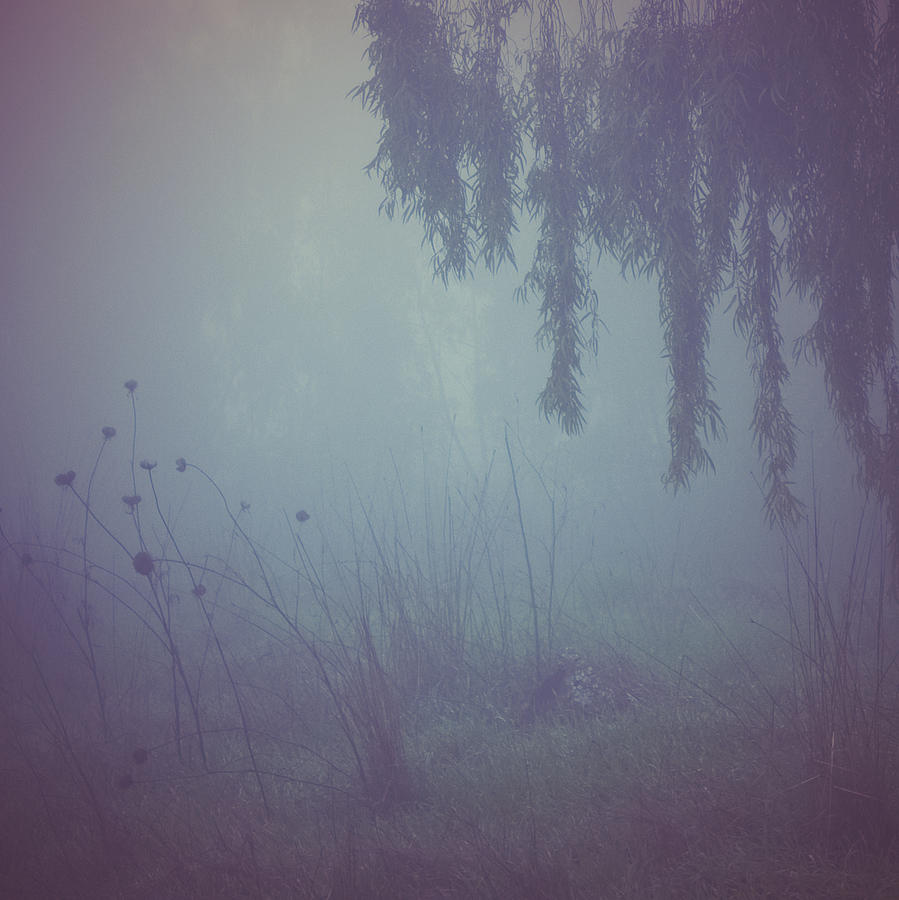 Nature Photograph - Mist by Oksana Art