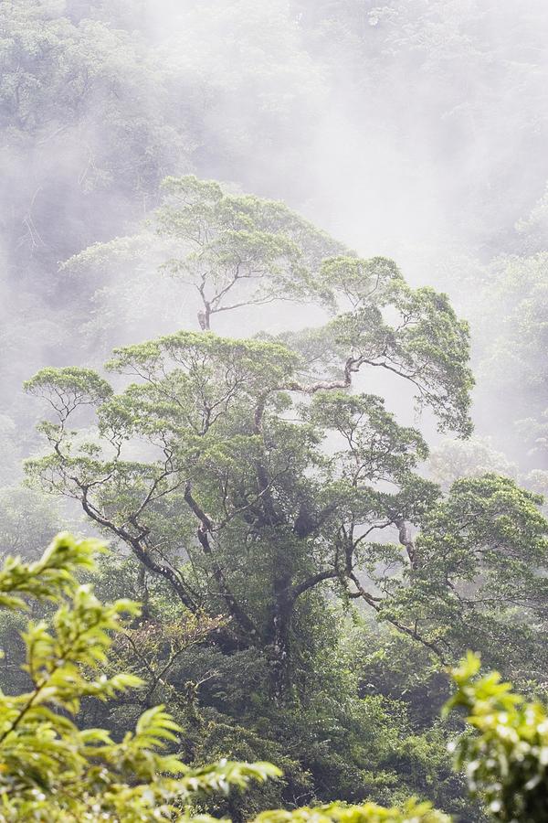 Mist Over A Rainforest, Republic Of Photograph by Michael Interisano ...