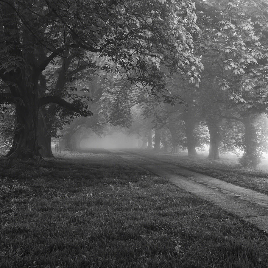 Tree Photograph - Mist slow to clear by Martin Crush