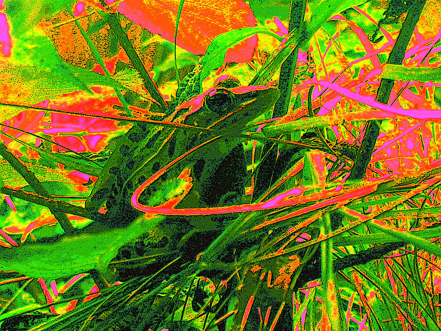 Abstract Photograph - Mister Ribbit by Tracy Daniels