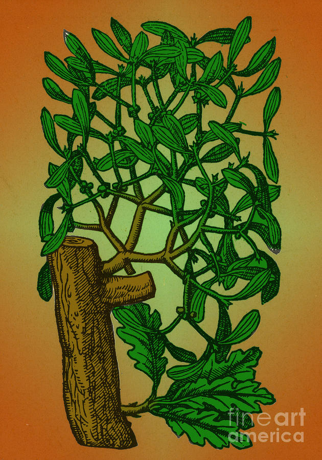 Mistletoe, Alchemy Plant Photograph by Science Source