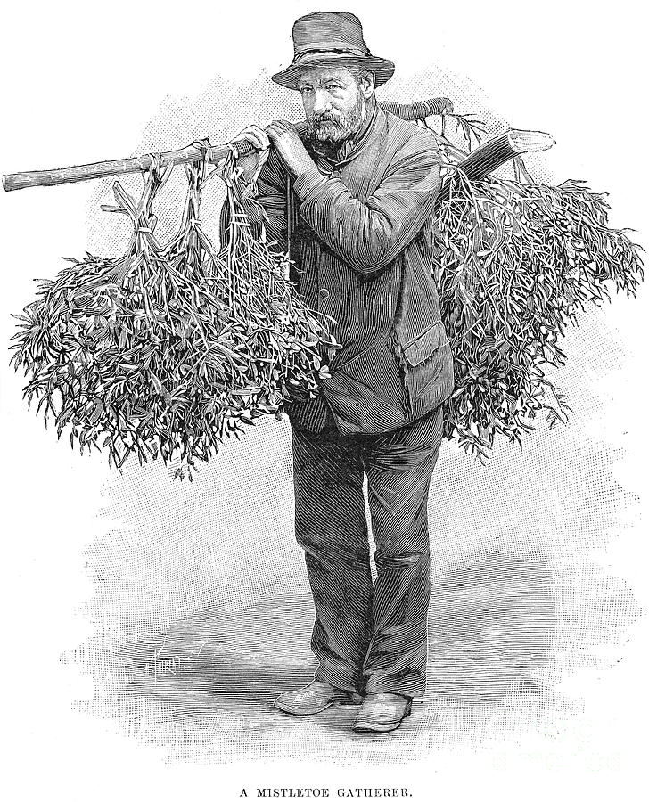 Mistletoe Gatherer, 1894 Photograph by Granger