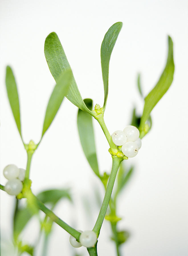 Christmas Photograph - Mistletoe Sprigs by Lawrence Lawry