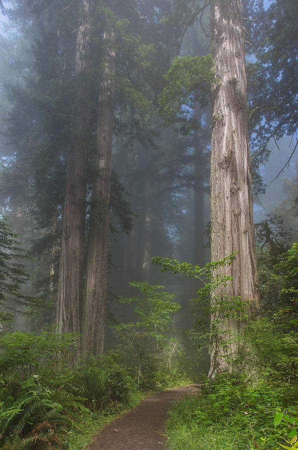 Redwood National Park Photograph - Mists Rising from Lady Bird Johnson Grove by Greg Nyquist