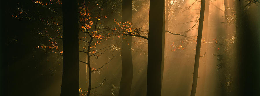 Misty autumn forest at sunset Photograph by Ulrich Kunst And Bettina Scheidulin