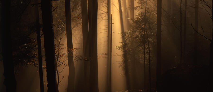 Misty autumn forest Photograph by Ulrich Kunst And Bettina Scheidulin