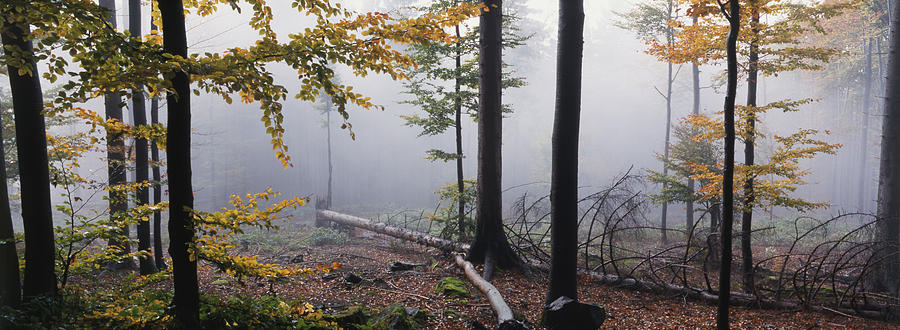 Misty beech forest Photograph by Ulrich Kunst And Bettina Scheidulin