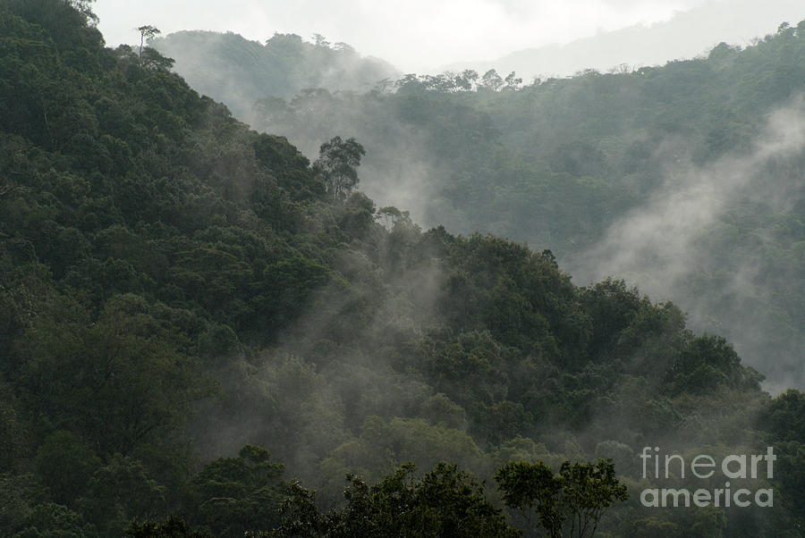 MISTY CLOUD FOREST Matagalpa Nicaragua Photograph by John  Mitchell