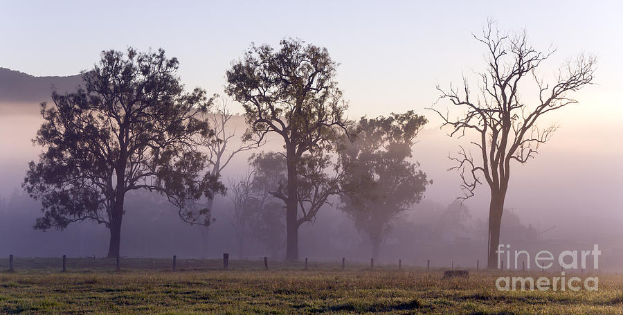 Misty Dawn Photograph by Carole Lloyd
