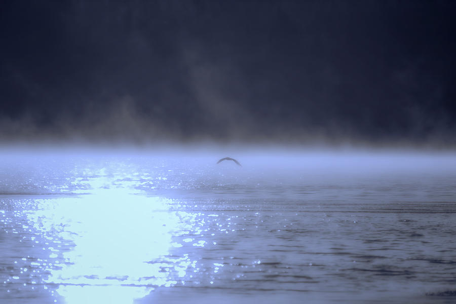 Misty Eagle Photograph by Gary Smith - Fine Art America