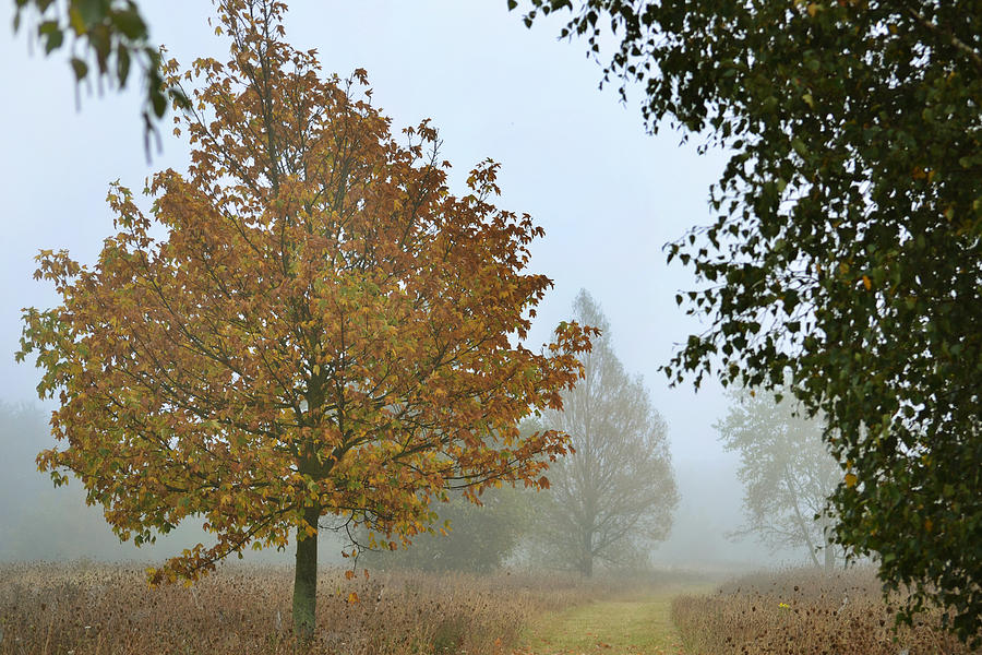 Misty Fall Photograph by Terence Davis