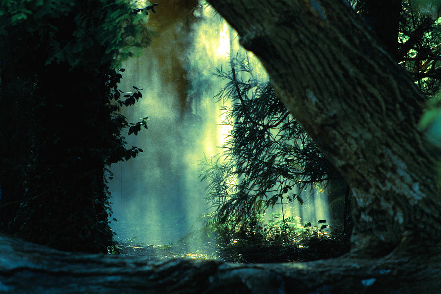 Misty forest Photograph by Emanuel Tanjala