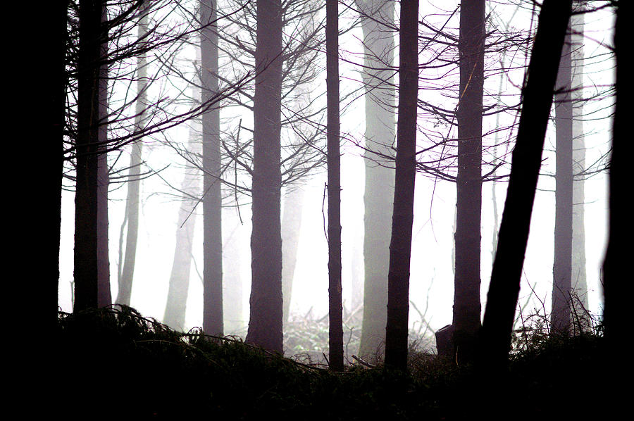 Misty Forest Photograph by Erik Tanghe