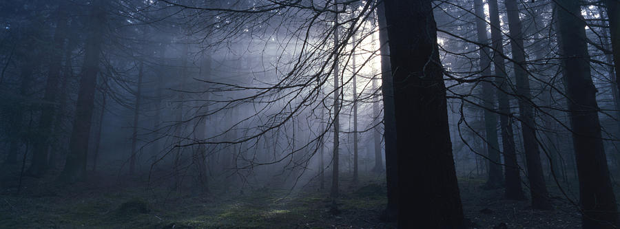 Misty forest Photograph by Ulrich Kunst And Bettina Scheidulin