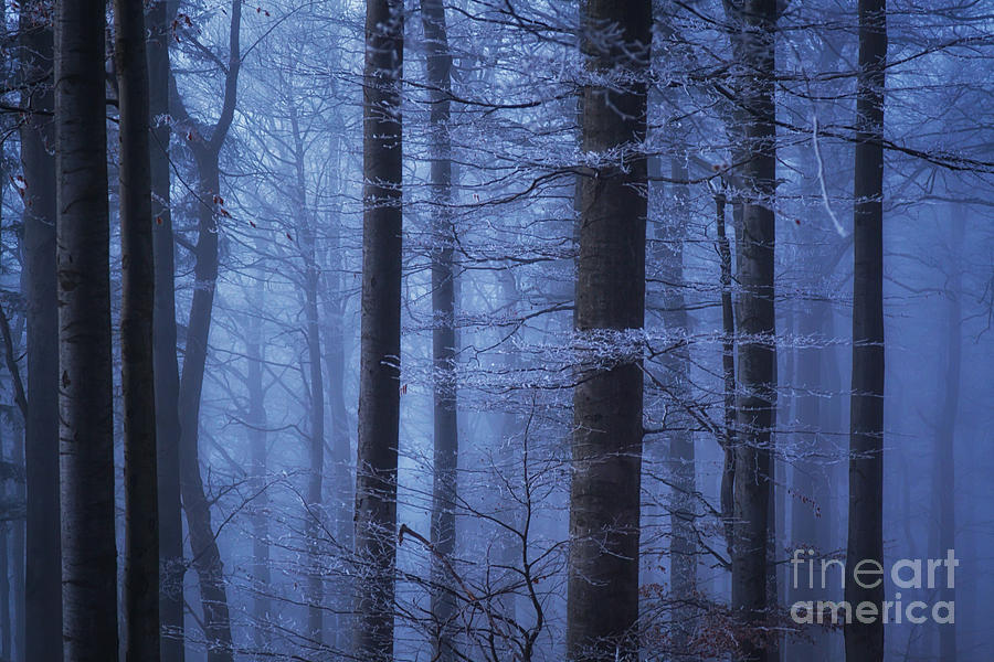 Tree Photograph - Misty Forest by Katka Pruskova