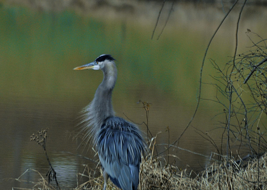 Crane Photograph - Misty Morning Heron - 0993c95950c by Paul Lyndon Phillips